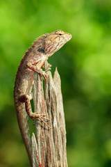 Image of brown chameleon on the stumps on the natural background. Reptile. Animal.