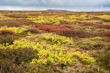 arktische Landschaft mit leuchtender Polarweide
