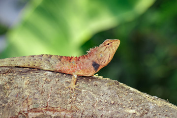 Image of brown chameleon on the tree on the natural background. Reptile. Animal.