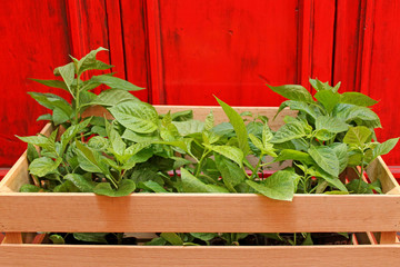 Pepper seedlings for sale on red wooden background.