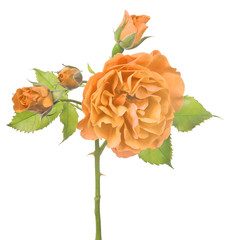orange dark rose with three buds and bloom