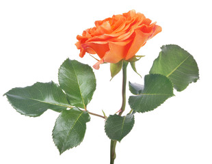 Fototapeta premium orange color isolated rose with dark green leaves