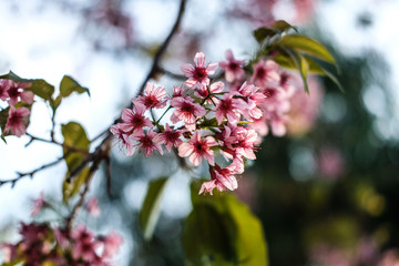Fototapeta premium Wild Himalayan Cherry, the Thai's Sakura at Khao Kho Royal Palace, Thailand