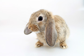 Brown Lop-earred rabbit on white background. Shooting in the studio.