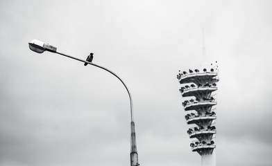 Black and white shot of outdoor lantern with the crow on it and stadium floodlight mast in a...