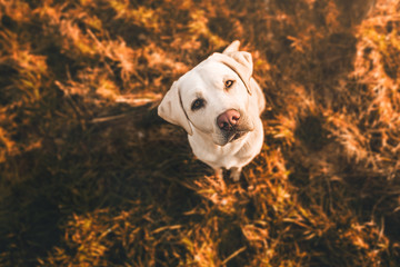 happy cute little labrador retriever dog puppy standing in the sunshine on field during sunset