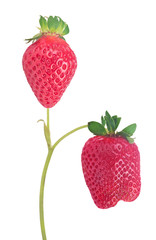 two large red strawberries with green stem