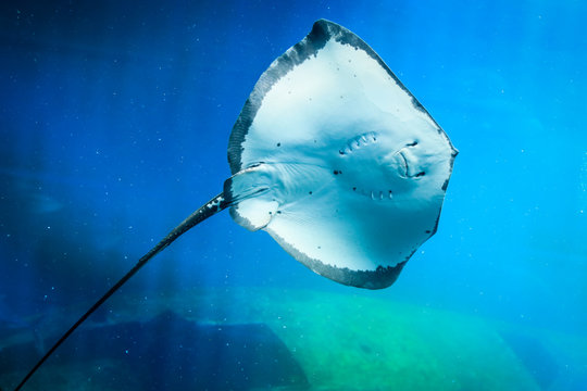 Big Closeup Stingray in the Blue water, Durban, South Africa 