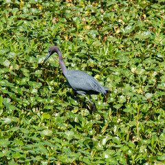 Brazos Bend State Park, Texas