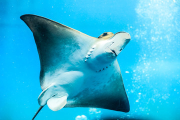 Swimming Stingray in the clear blue water of Marine World, Durban,  South Africa
