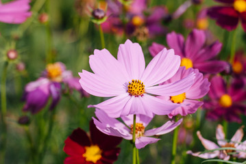 Obraz premium Light pink full-bloomed daisy flower focused macro on its pollen with other daisies blurred in background