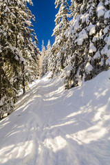 Path through the forest.