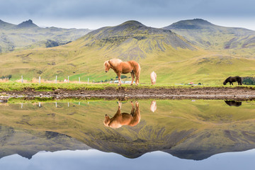 ein Pferd in Berglandschaft spiegelt sich im Wasser