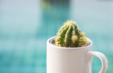 Closeup mini green cactus in white cup over blurred blue swimming pool water background