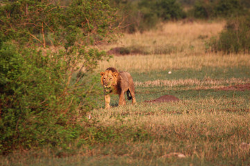 Wilde Löwen in der Steppe von Afrika Uganda 