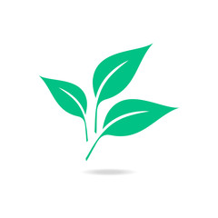 Green leaf isolated on white background.