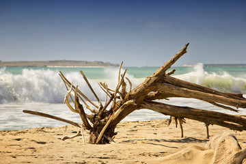 Baumgeäst am Strand von Kap Verden