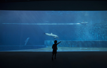 photo of a child watching the dolphins.jpg