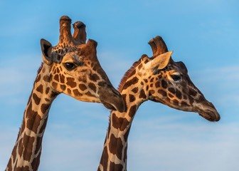 Two giraffes close up view