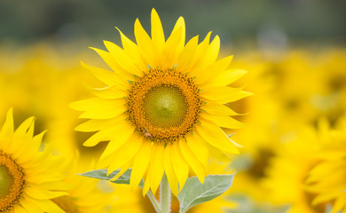 Obraz premium Closeup Beautiful of a Sunflower or Helianthus in Sunflower Field, Bright yellow sunflower Lopburi, Thailand