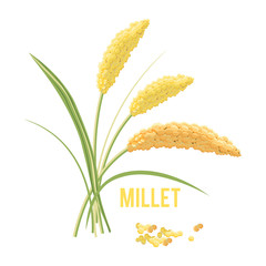 Yellow millet isolated on white background.