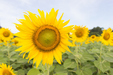 Fototapeta premium Closeup Beautiful of a Sunflower or Helianthus in Sunflower Field, Bright yellow sunflower Lopburi, Thailand