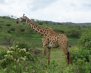 Naklejka na ściany i meble Giraffe im Arusha Nationalpark, Tansania