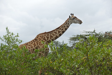 Giraffe im Arusha Nationalpark, Tansania