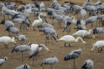 Common Crane (Grus grus) and Whooper swans (Cygnus cygnus) at Lake Hornborga, Swden