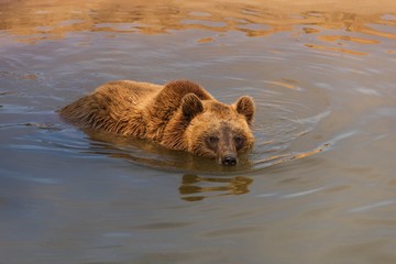 Brown bear in the water