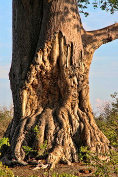 Great baobab, Victoria falls, Zimbabwe