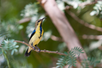Purple Sunbird (Cinnyris asiaticus) in indian garden