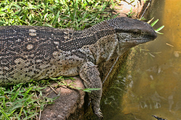 Black Throated Monitor, Varanus a. albigularis, Zimbabwe