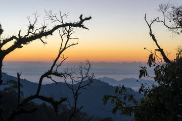 landscape of early morning sunrise on hill with silhouette branch tree