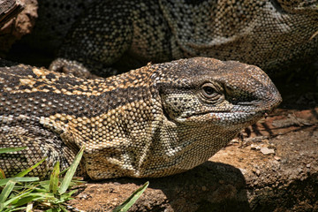 Black Throated Monitor, Varanus a. albigularis, Zimbabwe