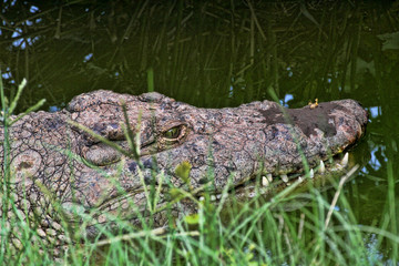 Nile Crocodile, Crocodylus niloticus, open mouth, Zimbabwe