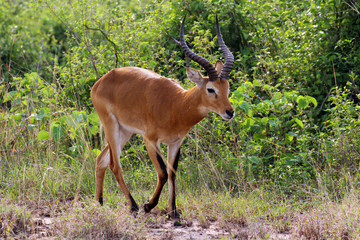Wilde Antilopen in der Steppe von Arfrika Uganda