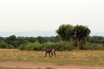 Wilde Antilopen in der Steppe von Arfrika Uganda