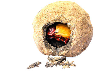 A baby dung beetle get out the clay nest isolated on white background.