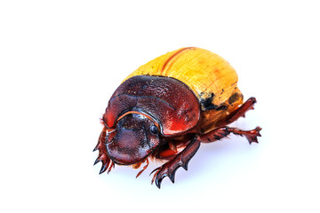 A baby scarab beetle  isolated on white background.
