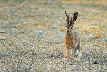 European hare stands on the ground and looking at the camera (Lepus europaeus) © Tatiana