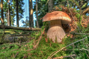 Steinpilz im Bergischen Land, NRW