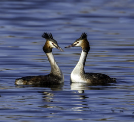 Courtship of great crested grebes in the UK