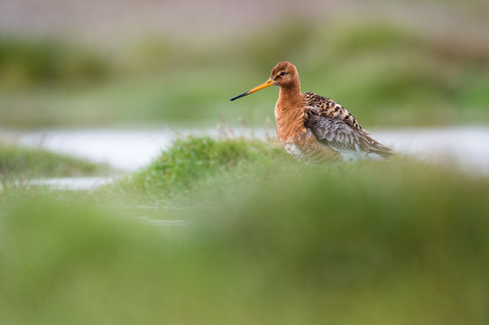 Black-tailed Godwit (Limosa limosa)