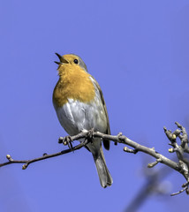 English robin calling in Spring