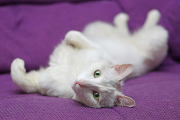 cute white cat lie on the sofa