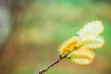 willow branches on the nature