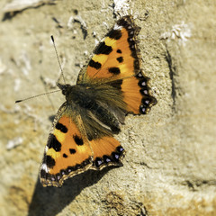 Tortoise shell butterfly in the UK