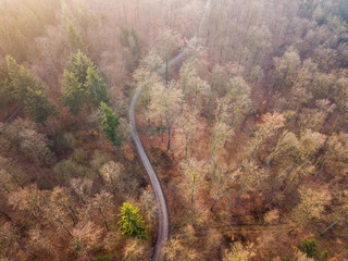Searching for the meaning of life forest road in the fog
