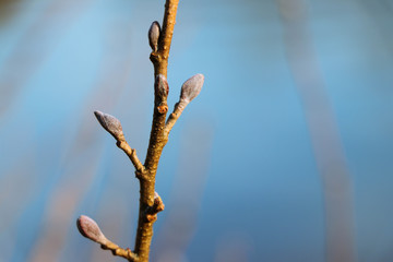 Naklejka premium Knospen 